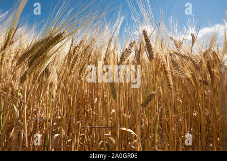 Anpflanzung von Weizen in der Pampa Argentinien Stockfoto