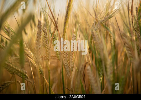 Anpflanzung von Weizen in der Pampa Argentinien Stockfoto
