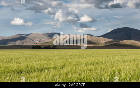 Dieses Foto wurde in der Gegend von Sierra de La Ventana, Provinz Buenos Aires Stockfoto