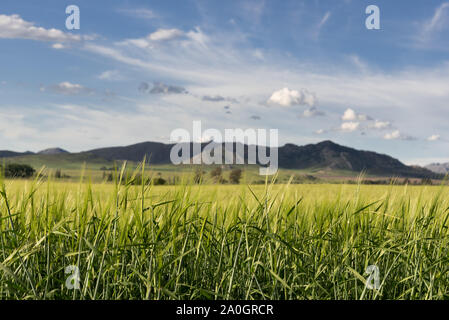 Dieses Foto wurde in der Gegend von Sierra de La Ventana, Provinz Buenos Aires Stockfoto