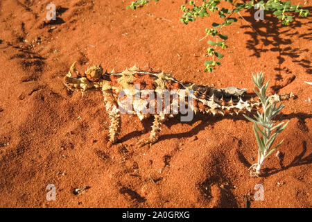 Thorny Devil im australischen Outback, Hohe Betrachtungswinkel, Northern Territory, Australien Stockfoto