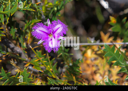 Nahaufnahme eines Lila gesäumten Lily, Western Australia Stockfoto