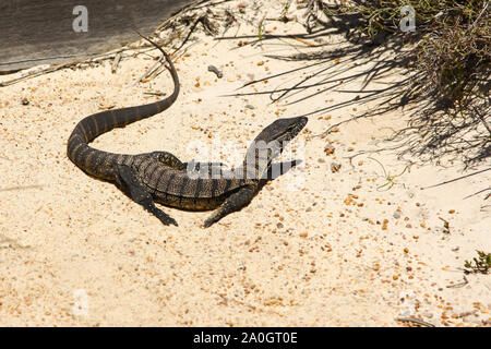 Goulds goanna an der Beach, Cape le Grand Nationalpark, Western Australia Stockfoto