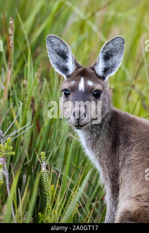 Nahaufnahme eines Western grey Kangaroo, gegenüber, grüner Hintergrund, Walpole Nornalup Nationalpark, Western Australia Stockfoto
