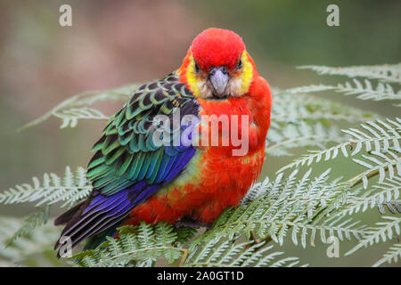 Nahaufnahme von einem bunten Western Rosella hocken auf Blättern, Frontkamera, Gloucester Nationalpark, Western Australia Stockfoto