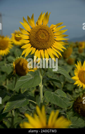In der Nähe von Sunflower gegen einen bewölkten Himmel Stockfoto