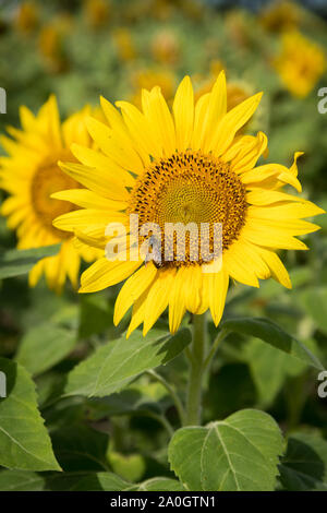 In der Nähe von Sunflower gegen einen bewölkten Himmel Stockfoto