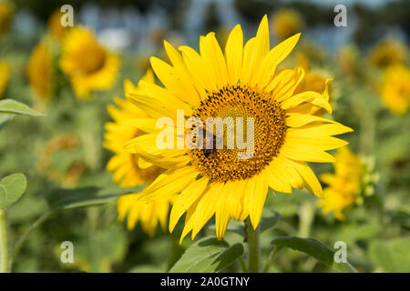 In der Nähe von Sunflower gegen einen bewölkten Himmel Stockfoto