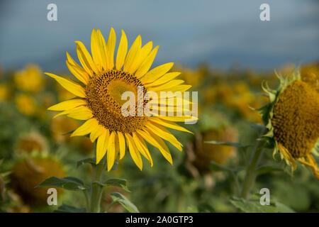 In der Nähe von Sunflower gegen einen bewölkten Himmel Stockfoto