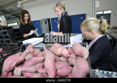 12. September 2019, Mecklenburg-Vorpommern, Gülzow: Julia Olszowy (L-R), Ann-Christin Hillenberg und Bianca Mausolf sind Gutschrift frisch geernteten Süßkartoffeln an der Landesanstalt für Landwirtschaft und Fischerei. Seit 2018, eine mehrjährige Studie Serie hat hier läuft die Süßkartoffel, die bisher vor allem in Asien, Amerika und Afrika angebaut hat zu kultivieren. Klimawandel macht es möglich für Gemüse im Freien in Mecklenburg-Vorpommern sowie zu wachsen. Allerdings sind die Pflanzen brauchen eine gute Wasserversorgung. Foto: Bernd Wüstneck/dpa-Zentralbild/dpa Stockfoto