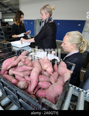 12. September 2019, Mecklenburg-Vorpommern, Gülzow: Julia Olszowy (L-R), Ann-Christin Hillenberg und Bianca Mausolf sind Gutschrift frisch geernteten Süßkartoffeln an der Landesanstalt für Landwirtschaft und Fischerei. Seit 2018, eine mehrjährige Studie Serie hat hier läuft die Süßkartoffel, die bisher vor allem in Asien, Amerika und Afrika angebaut hat zu kultivieren. Klimawandel macht es möglich für Gemüse im Freien in Mecklenburg-Vorpommern sowie zu wachsen. Allerdings sind die Pflanzen brauchen eine gute Wasserversorgung. Foto: Bernd Wüstneck/dpa-Zentralbild/dpa Stockfoto