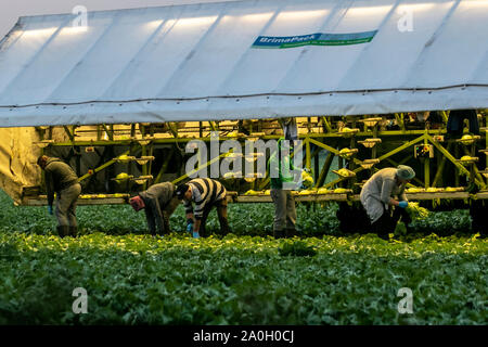 Rufford, Lancashire. UK Wetter. September, 2019 20. Trocken, am frühen Morgen Start für Kohl Picker in Rufford. EU-Bürger und Wanderarbeitnehmer in ländlichen Lancashire Ernte Anfang Kohl unter Flutlicht in der Morgendämmerung mit BRIMAPack Maschinen die Einstufung von Gemüse in der Landwirtschaft und Lebensmittelindustrie zu automatisieren. Wissen, wann Kohl zu holen ist besonders wichtig, wenn Regen erwartet wird. Reifen sind möglicherweise durch starke Regenfälle oder über Bewässerung aufgeteilt werden, so dass sie ungenießbar. Die Ernte sollte geschehen, bevor der Regen hat eine Chance, das Erntegut zu beschädigen. Kredit; MediaWorldImages/AlamyLiveNews Stockfoto