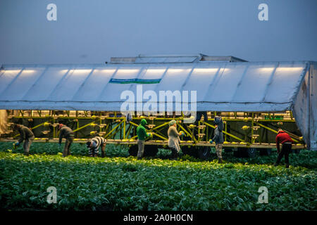 Rufford, Lancashire. UK Wetter. September, 2019 20. Trocken, am frühen Morgen Start für Kohl Picker in Rufford. EU-Bürger und Wanderarbeitnehmer in ländlichen Lancashire Ernte Anfang Kohl unter Flutlicht in der Morgendämmerung mit BRIMAPack Maschinen die Einstufung von Gemüse in der Landwirtschaft und Lebensmittelindustrie zu automatisieren. Wissen, wann Kohl zu holen ist besonders wichtig, wenn Regen erwartet wird. Reifen sind möglicherweise durch starke Regenfälle oder über Bewässerung aufgeteilt werden, so dass sie ungenießbar. Die Ernte sollte geschehen, bevor der Regen hat eine Chance, das Erntegut zu beschädigen. Kredit; MediaWorldImages/AlamyLiveNews Stockfoto