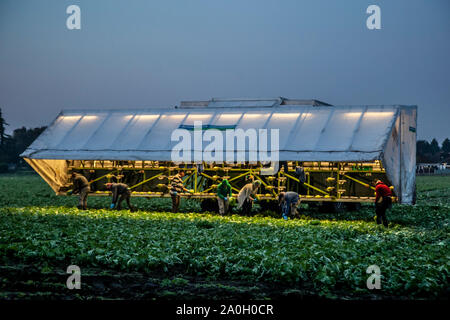 Rufford, Lancashire. UK Wetter. September, 2019 20. Trocken, am frühen Morgen Start für Kohl Picker in Rufford. EU-Bürger und Wanderarbeitnehmer in ländlichen Lancashire Ernte Anfang Kohl unter Flutlicht in der Morgendämmerung mit BRIMAPack Maschinen die Einstufung von Gemüse in der Landwirtschaft und Lebensmittelindustrie zu automatisieren. Wissen, wann Kohl zu holen ist besonders wichtig, wenn Regen erwartet wird. Reifen sind möglicherweise durch starke Regenfälle oder über Bewässerung aufgeteilt werden, so dass sie ungenießbar. Die Ernte sollte geschehen, bevor der Regen hat eine Chance, das Erntegut zu beschädigen. Kredit; MediaWorldImages/AlamyLiveNews Stockfoto