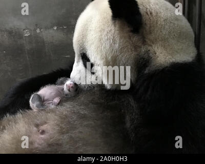 (190920) - BEIJING, Sept. 20, 2019 (Xinhua) - Panda Lousheng hält Ihr Baby an die Qinling Panda Forschungs- und Aufzuchtstation von Shaanxi Akademie für Forstwirtschaft in Xi'an, Provinz Shaanxi im Nordwesten Chinas, Sept. 17, 2019. (Foto von Xu Guanglan/Xinhua) Stockfoto