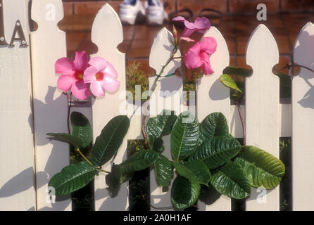 MANDEVILLA SPLENDENS (DIPLADENIA) AUCH ALS GLÄNZENDE MANDEVILLA WACHSEN DURCH WEISSEN LATTENZAUN EINES SUBURBAN HOME. NEW SOUTH WALES, Australien. Stockfoto