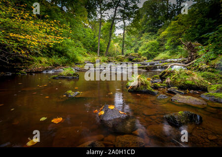 Herbstliche Blätter auf einen Stream im Herbst mit Laubbäumen eine goldene Farbe orange. Moos bedeckt Felsen sind auch sichtbar Stockfoto