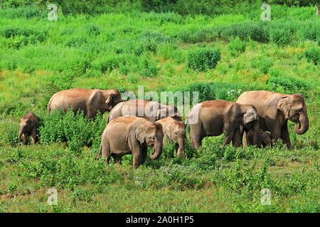 Asien wilde Elefanten zu Kui Buri Nationalpark, Prachuap Khiri Khan, Thailand. Stockfoto