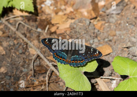 Grosser Eisvogel, Limenitis populi, pappel Admiral Stockfoto