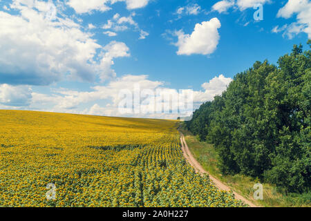 Ländliche Feldweg entlang der Feld mit Sonnenblumen. Malerische Sonnenblumenfeld, Ansicht von oben. Die ländliche Landschaft auf einem Sommer sonnigen Tag. Natur Hintergrund Stockfoto