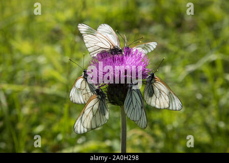 Baum-Weissling, Aporie crataegi, schwarz geäderten Weiß Stockfoto