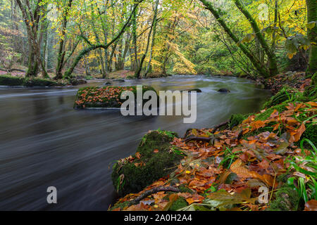 Fluss Dart in das Fingle Holz Dartmoor National Park im Herbst mit der Gefallenen goldene Blätter auf dem Boden und eine lange Belichtung für den Fluss. Stockfoto