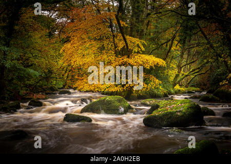 Fluss Dart in das Fingle Holz Dartmoor National Park im Herbst mit der Gefallenen goldene Blätter auf dem Boden und eine lange Belichtung für den Fluss. Stockfoto