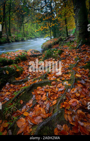 Fluss Dart in das Fingle Holz Dartmoor National Park im Herbst mit der Gefallenen goldene Blätter auf dem Boden und eine lange Belichtung für den Fluss. Stockfoto