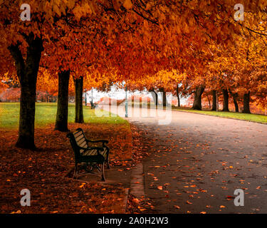 Parkbank in einem öffentlichen Park unter einem herbstlichen lebendigen Baum mit Pfad. Stockfoto