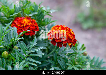 In der Nähe von wunderschönen Blumen Tagetes (Tagetes erecta, Mexikanische, Azteken oder Afrikanische Ringelblume) im Garten. Ringelblume Hintergrund oder sammetblume Karte. Stockfoto