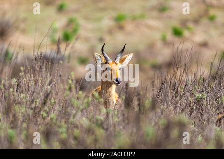 Redunca fulvorufula Berg Riedböcke,, ist eine Antilope in den Bergregionen von viel von Afrika südlich der Sahara. Bale Nationalpark, Äthiopien Afrika w Stockfoto