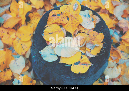 Herbst bunten Teppich Laub. Natur Hintergrund trockenes Laub Stockfoto