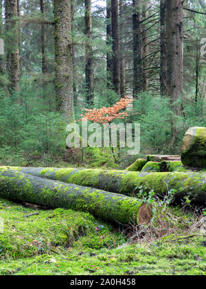 Single einsamer Strand Baum im moosigen Wald von grünen Pelz Bäumen umgeben und gefällte Bäume Stockfoto