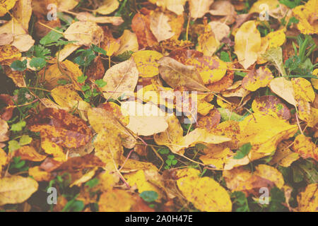 Herbst bunten Teppich Laub. Natur Hintergrund trockenes Laub Stockfoto