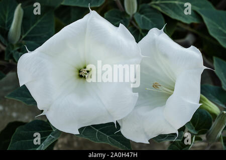 Zwei weiße Blumen close-up. Datura innoxia, Blumenmuster. Inoxia mit grünen Blättern. Floral background. Pflanzen im Garten. Stockfoto