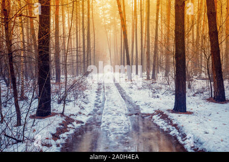 Straße in einem Winter Pinienwald beim Auftauen. Winter Natur