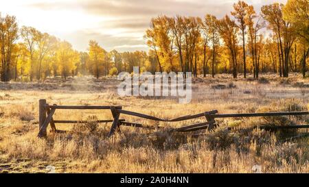 Ein Herbst Landschaft Szene in Jackson Hole, Wyoming, einschließlich einer alten Buck und Schiene Holz- Ranch Zaun und hinterleuchtete Aspen Bäume mit goldenen foliag Stockfoto