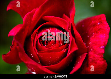 Schöne rote Rose mit Tautropfen in der Nähe auf einem frühen Sommermorgen Stockfoto