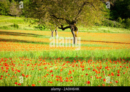 Klatschmohn und Tress im sonnigen Wiese Stockfoto