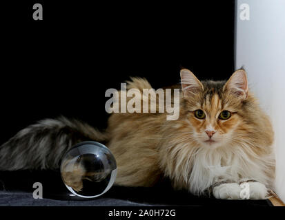 Eine wunderschöne Norwegische Waldkatze in kleinen Studio an der Fotograf, Stockfoto