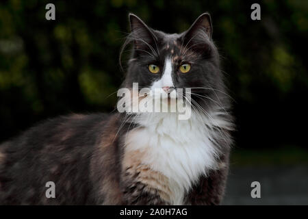 Porträt einer neugierig Norwegische Waldkatze Frau mit aufmerksamem Ausdruck Stockfoto