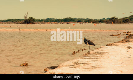 Flamingo Nest auf die Strände von Las Coloradas, in Merida, Yucatan, beliebte touristische Ort in Mexiko. Flamingo Nest auf die Strände von Las Coloradas. Stockfoto