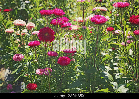 Aster Pflanzenbau in Bayern im Sommer, bunte Blumen bereit für den Markt zu geschnitten werden Stockfoto