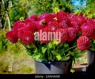 Blumen Anbau in Bayern: perfekte Dahlie Blüten im Sommer geerntet und bereit für die florale Markt Stockfoto