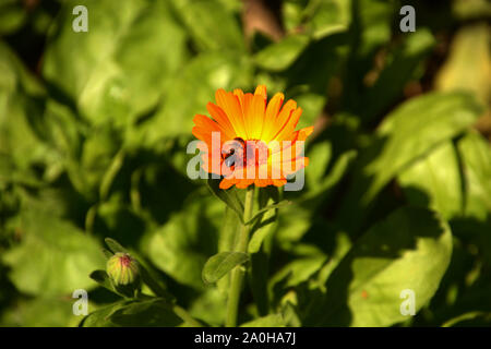 Orange Flower Pot marigold oder Calendula officinalis mit Trinkwasser Biene, ruddles oder gemeinsamen Ringelblume mit leuchtenden Blütenblätter Stockfoto