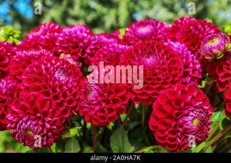 Blumen Anbau in Bayern: In der Nähe von perfekte Dahlie Blüten im Sommer geerntet und bereit für die florale Markt Stockfoto