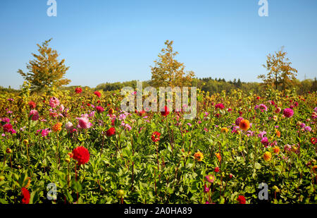 Sommer Blick auf bunte Dahlien intensive Anbau in Bayern, Blumen bereit für die florale Markt zu geschnitten werden Stockfoto