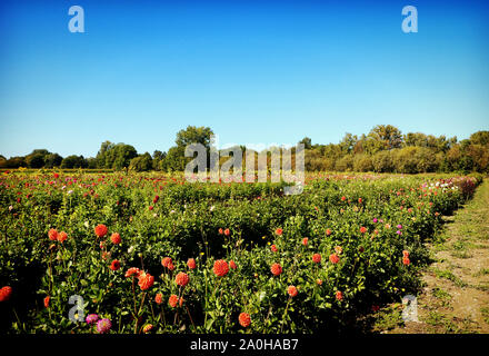 Sommer Blick auf bunte Dahlien intensive Anbau in Bayern, Blumen bereit für die florale Markt zu geschnitten werden Stockfoto