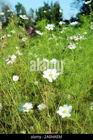 Sommer Wiese in Bayern Landschaft voll von schönen weißen daisy Wildblumen Stockfoto