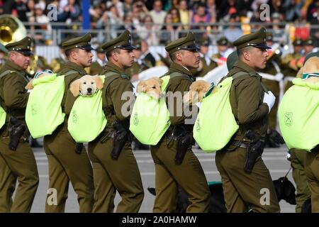 Santiago. 19 Sep, 2019. Chilenische Polizisten März mit ihren Hunden bei einer militärischen Parade der 209. Jahrestag der Unabhängigkeit Chiles in Santiago zu markieren, an Sept. 19, 2019. Credit: Jorge Villegas/Xinhua/Alamy leben Nachrichten Stockfoto